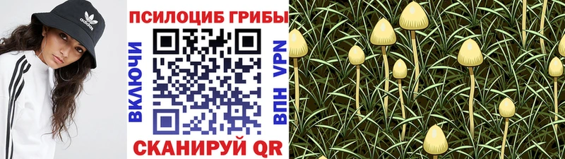 Псилоцибиновые грибы Psilocybine cubensis  Купить закладки  Касли 
